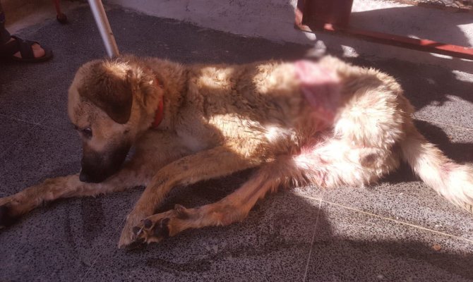 Yaralı Köpekten Haber Var!