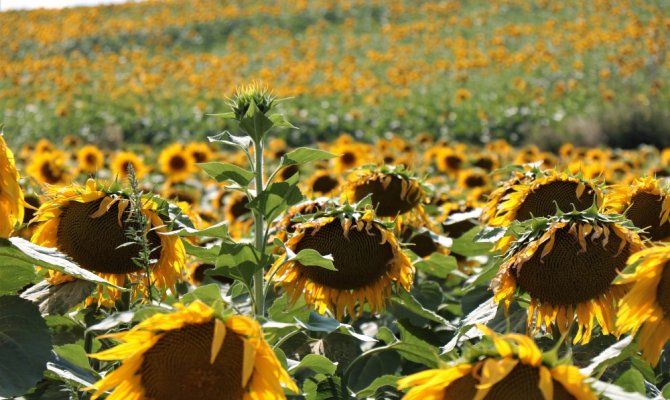 Ayçiçeği tarlaları havadan görüntülendi