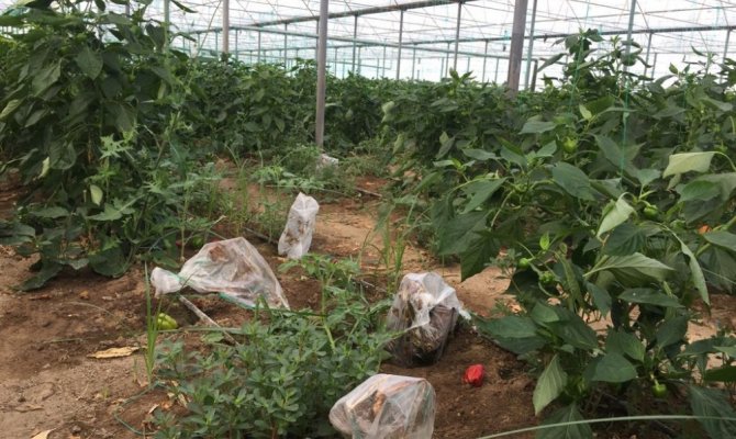 Domatesin ardından biberi de virüs vurdu