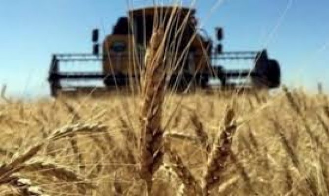 Afşin'de buğday ve arpa üretiminde rekor