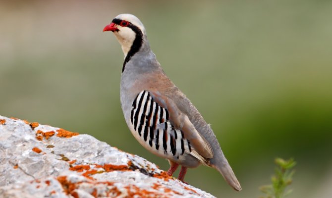 Adana'da 3 bin kınalı keklik doğaya salındı