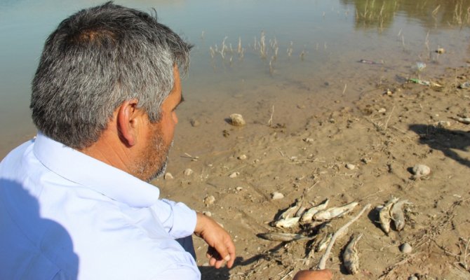 Sivas’ta balıklar karaya vurdu