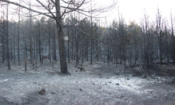 Yangın sonrası yürek burkan görüntüler