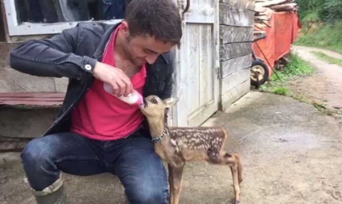 Annesini kaybeden yavru karacaya köylüler sahip çıktı