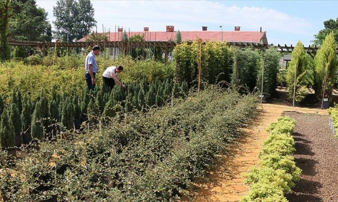 Özel günlerin yeşeren hediyesi 'fidan'
