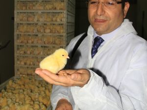 Piliç Sektörünün Sorunu Yem Maliyeti