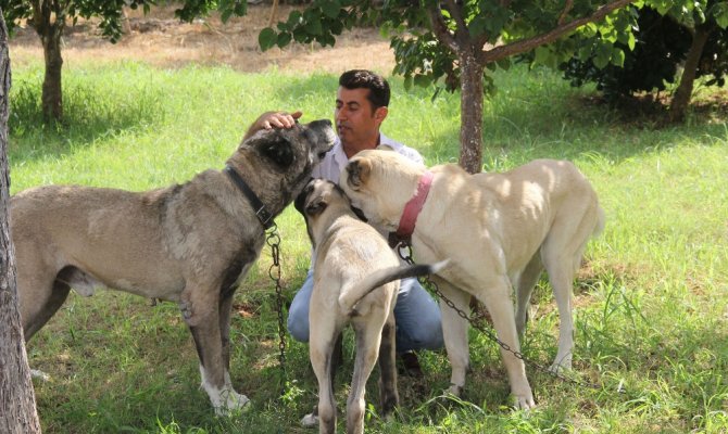 Bu köpeği bulana Antalya’da bir hafta tatil