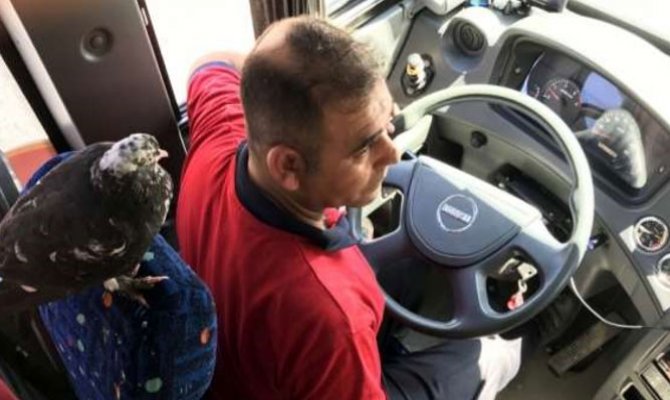 Bu halk otobüsünün muavini güvercin!