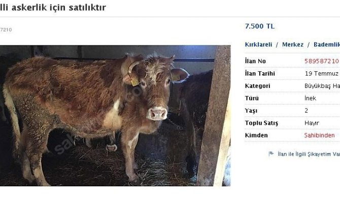 Bedelli askerlik için ineğini satıyor