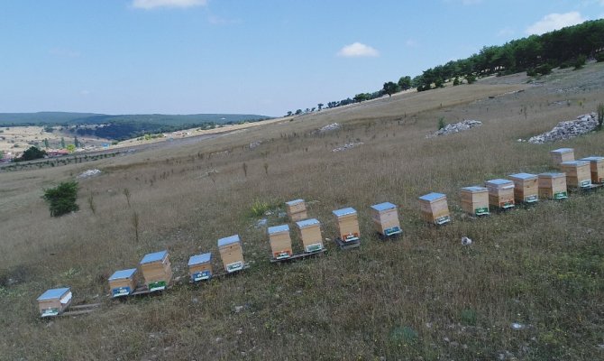 "Lavanta balı’ geçim kaynakları olacak