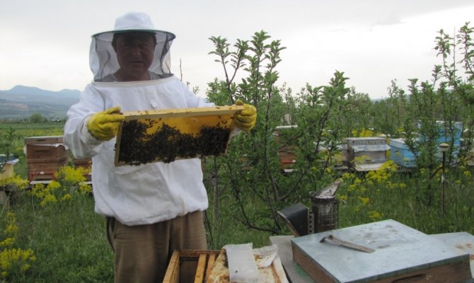 Aşırı yağışlar, bal üretimini bitme noktasına getirdi