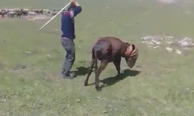 Utanmazlar! Eşeğe işkence yaptılar, sosyal medyada paylaştılar