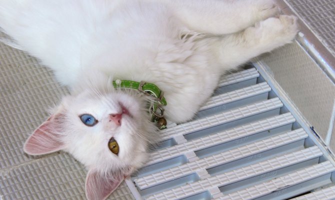 Van kedilerine yüzme eğitimi veriliyor