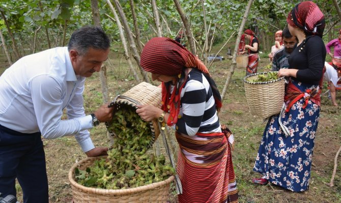 Fındık hasadı dua ve kemençeyle başladı