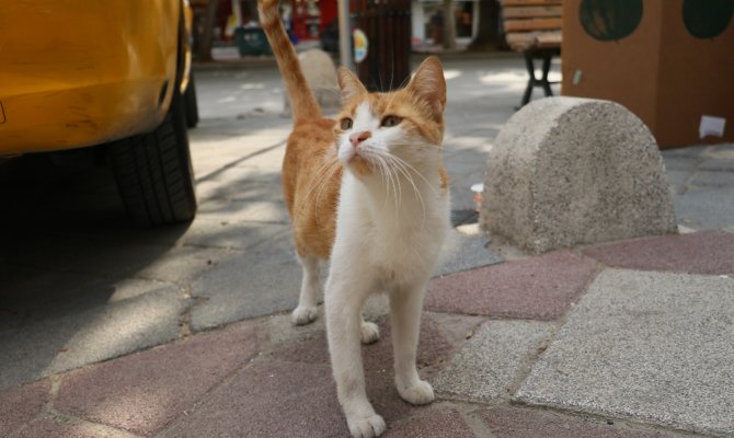 "Mırmır"ı gören köpekler yolunu değiştiriyor