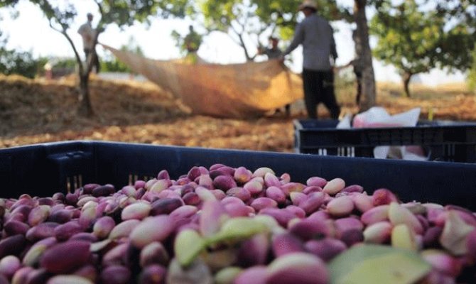 Antep fıstığı rekoltesinde beklenti yüksek