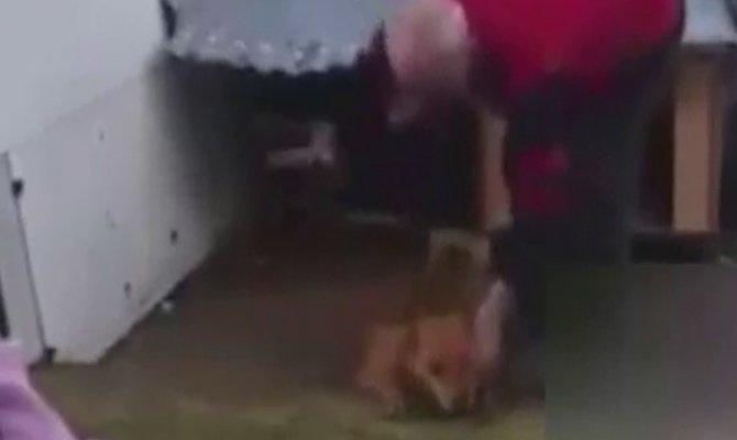 Komutlarına uymayan köpeğini tokat yağmuruna tuttu