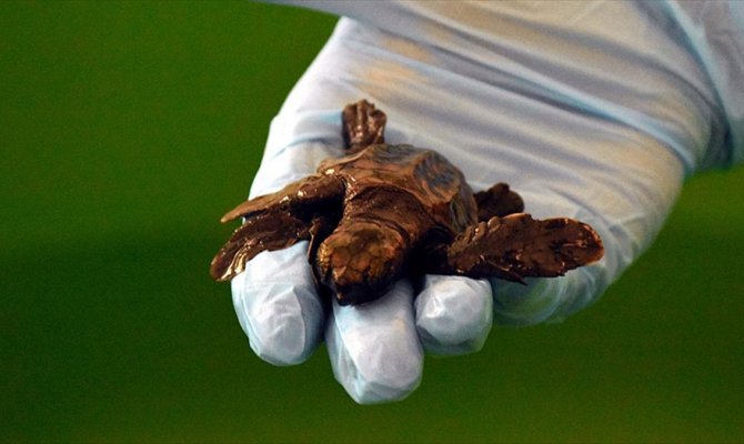 Üç yüzgeçli caretta yavrusu korumaya alındı