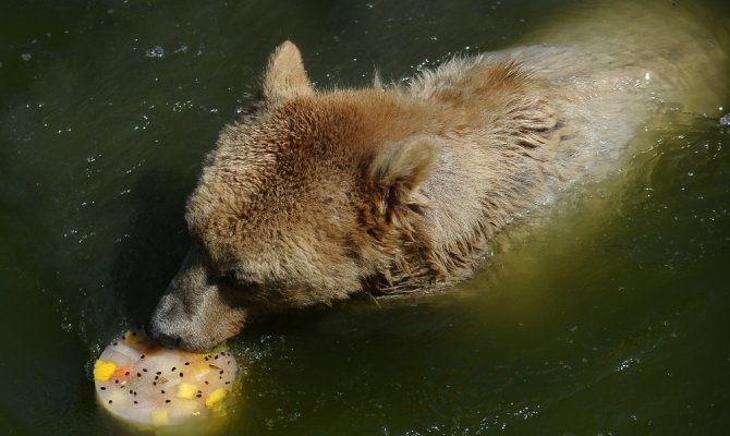 Sıcaktan bunalan ayıların buzlu meyve keyfi