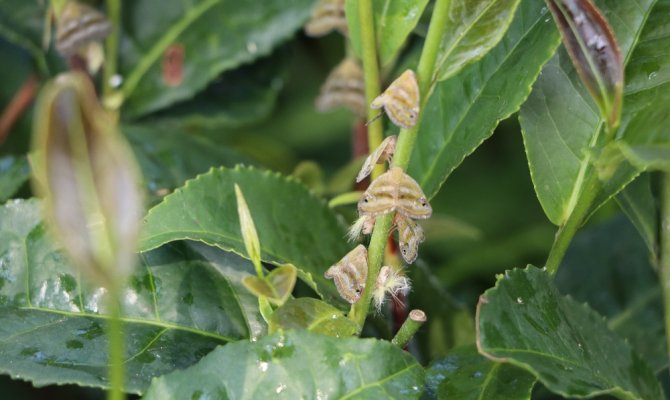 Doğu Karadeniz’de ‘vampir kelebek’ istilası sürüyor