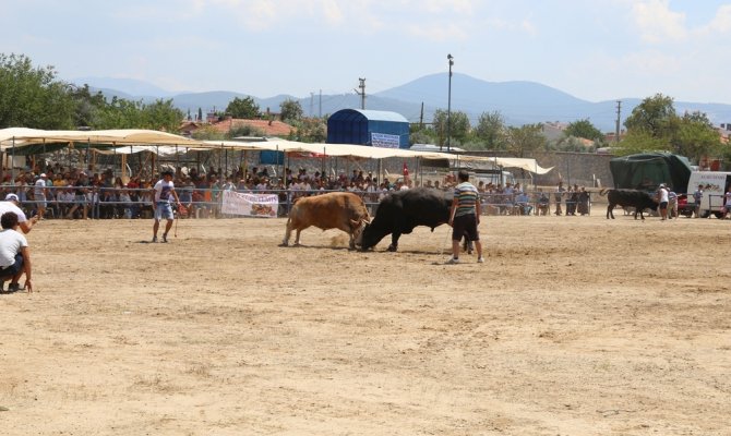 17. boğa güreşi yapıldı