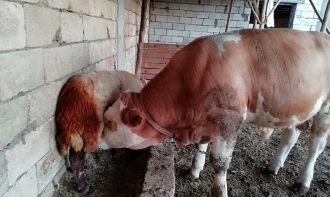 Süt hırsızı boğa çıktı