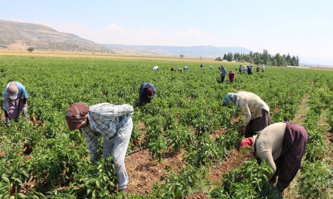 Kahramanmaraş’ta turşuluk biber üretimine başlandı