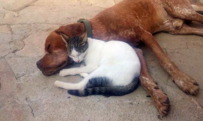Kedi ve köpeğin dostluğu şaşırtıyor