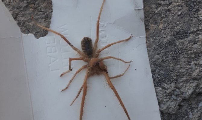 Sarıkız örümceği paniğe neden oldu