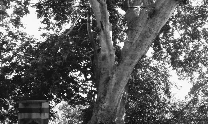 Doğa Yaşarsa, İnsan da Yaşar