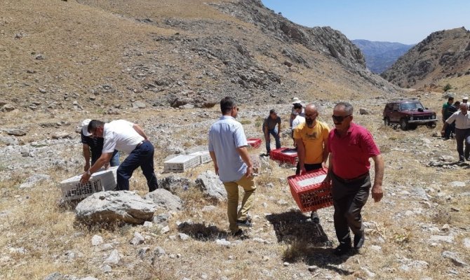 Nurhak’ta bin 500 keklik doğaya kanat çırptı