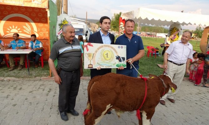 Podyuma bu defa buzağılar çıktı