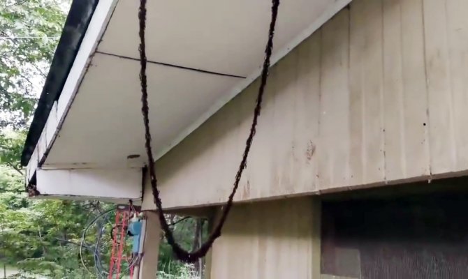 Karıncaların bu yaptığı şaşkına çevirdi