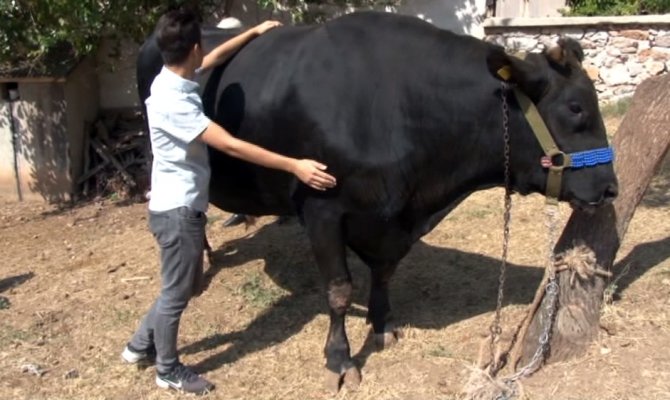 2 tonluk boğa, 70 bin lira