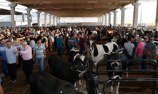Kahramanmaraş’a Hayvancılık OSB’si kuruluyor