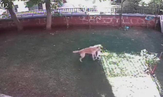 Yavrularının güvenliği için köpekle boğuştu