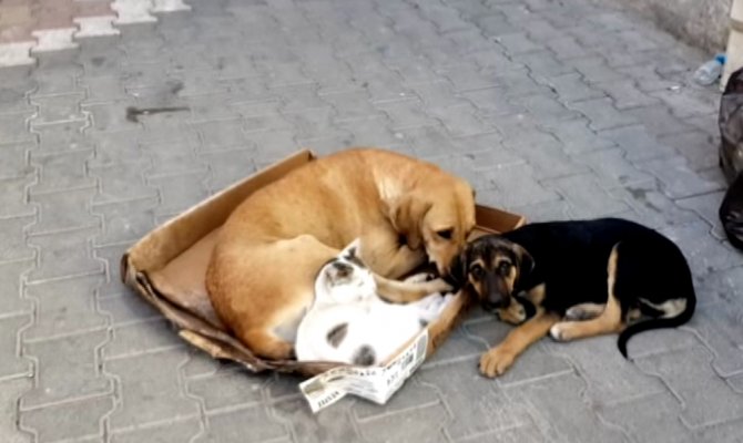 Kedi ile köpeğin örnek dostluğu