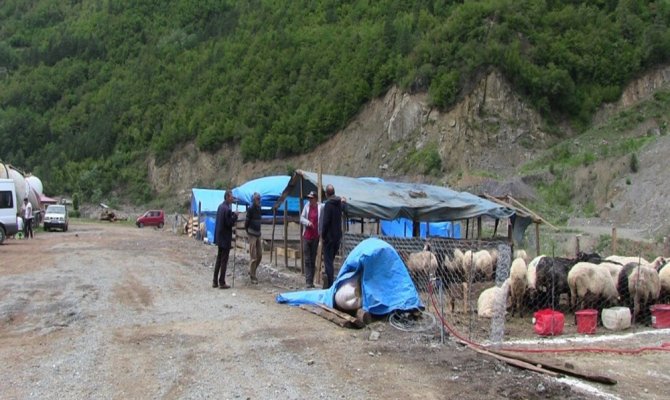 Sığır çiçeği büyük baş hayvanları vurdu