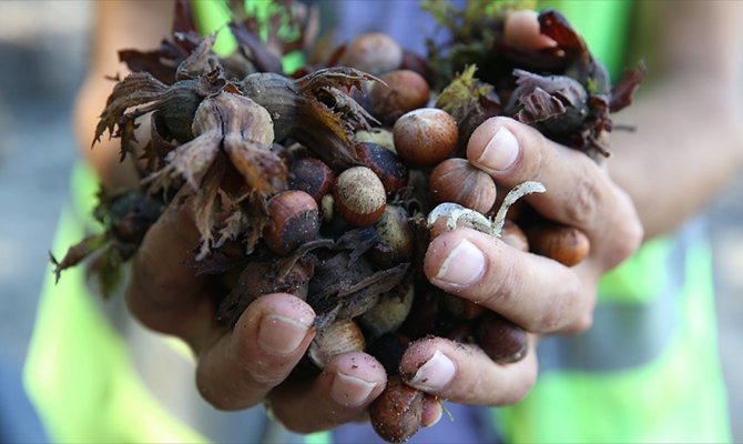 Ordu'daki selde bin 100 ton fındık zarar gördü