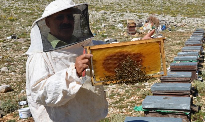 Çimi Yaylası balı iklim kurbanı oldu