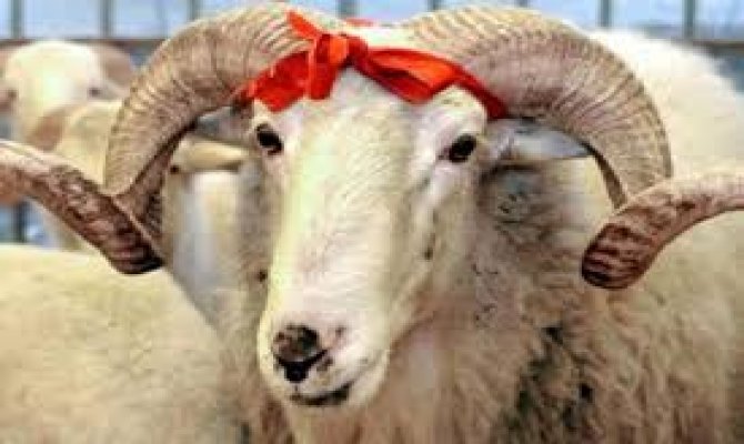 Kurban Eti Nasıl Muhafaza Edilir