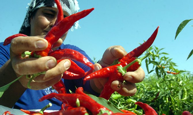 Maraş biberi hasadı başladı