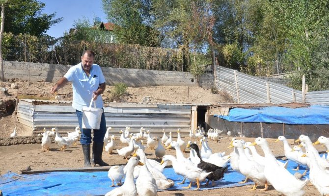 2 ortak, bin 500 ördeğin bulunduğu çiftlik kurdu