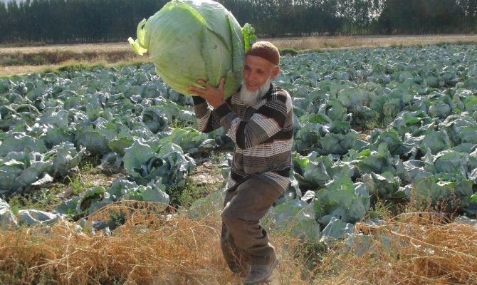 Kahramanmaraş'ta dev lahanaların hasadı başladı
