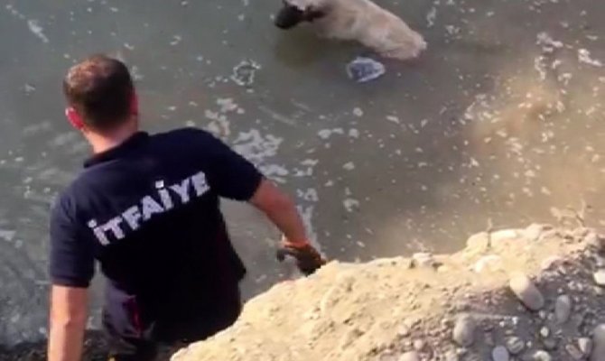 Mahsur kalan köpeği itfaiye kurtardı