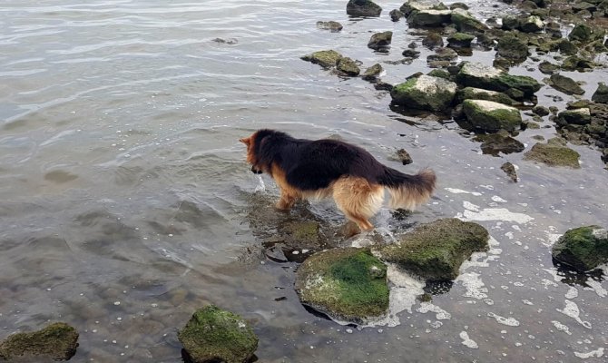 Elinden her iş gelen köpek herkesi şaşırtıyor