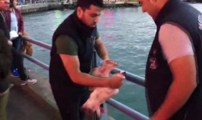 Her şey onu kurtarmak için