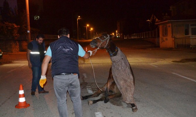 Hamile atı sokak ortasına ölüme terk ettiler