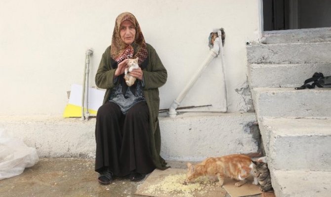 Yaşamını 30 kedi ile sürdüren yaşlı kadın yardım bekliyor