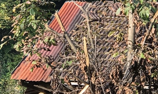 Ayılar kış uykusu öncesinde ortalığı talan etti